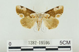 中文名:波紋蛾(1282-19596)學名:Thyatira batis formosicola Matsumura, 1933(1282-19596)