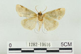 中文名:波紋蛾(1282-19616)學名:Thyatira batis formosicola Matsumura, 1933(1282-19616)