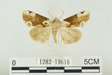 中文名:波紋蛾(1282-19616)學名:Thyatira batis formosicola Matsumura, 1933(1282-19616)
