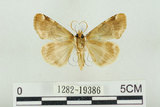 中文名:波紋蛾(1282-19386)學名:Thyatira batis formosicola Matsumura, 1933(1282-19386)