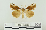 中文名:波紋蛾(1282-19386)學名:Thyatira batis formosicola Matsumura, 1933(1282-19386)