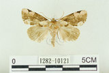 中文名:波紋蛾(1282-10121)學名:Thyatira batis formosicola Matsumura, 1933(1282-10121)