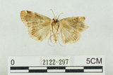 中文名:波紋蛾(2122-297)學名:Thyatira batis formosicola Matsumura, 1933(2122-297)