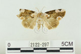 中文名:波紋蛾(2122-297)學名:Thyatira batis formosicola Matsumura, 1933(2122-297)