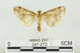 中文名:連紋波紋蛾(247-273)學名:Horithyatira decorata takamukui (Matsumura, 1921)(247-273)
