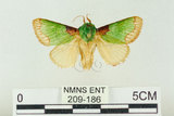 中文名:基褐綠刺蛾(209-186)學名:Parasa tessellata Moore, 1877(209-186)