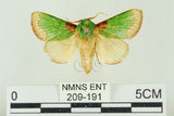 中文名:基褐綠刺蛾(209-191)學名:Parasa tessellata Moore, 1877(209-191)