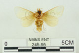 中文名:基褐綠刺蛾(245-95)學名:Parasa tessellata Moore, 1877(245-95)