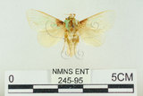 中文名:基褐綠刺蛾(245-95)學名:Parasa tessellata Moore, 1877(245-95)