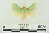 中文名:基褐綠刺蛾(247-71)學名:Parasa tessellata Moore, 1877(247-71)