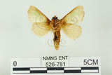 中文名:基褐綠刺蛾(526-781)學名:Parasa tessellata Moore, 1877(526-781)