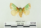 中文名:基褐綠刺蛾(526-784)學名:Parasa tessellata Moore, 1877(526-784)
