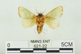 中文名:基褐綠刺蛾(621-22)學名:Parasa tessellata Moore, 1877(621-22)