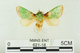 中文名:基褐綠刺蛾(621-18)學名:Parasa tessellata Moore, 1877(621-18)
