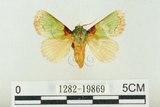 中文名:基褐綠刺蛾(1282-19869)學名:Parasa tessellata Moore, 1877(1282-19869)