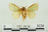 中文名:基褐綠刺蛾(1282-20146)學名:Parasa tessellata Moore, 1877(1282-20146)