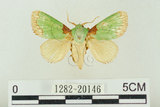 中文名:基褐綠刺蛾(1282-20146)學名:Parasa tessellata Moore, 1877(1282-20146)