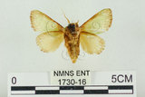 中文名:基褐綠刺蛾(1730-16)學名:Parasa tessellata Moore, 1877(1730-16)