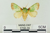 中文名:基褐綠刺蛾(1730-16)學名:Parasa tessellata Moore, 1877(1730-16)