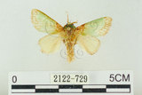 中文名:基褐綠刺蛾(2122-729)學名:Parasa tessellata Moore, 1877(2122-729)