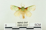 中文名:基褐綠刺蛾(2889-2227)學名:Parasa tessellata Moore, 1877(2889-2227)