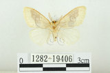 中文名:寬紋黃毒蛾(1282-19406)學名:Euproctis purpureofasciata Wileman, 1914(1282-19406)