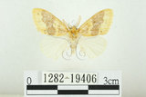 中文名:寬紋黃毒蛾(1282-19406)學名:Euproctis purpureofasciata Wileman, 1914(1282-19406)