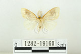 中文名:寬紋黃毒蛾(1282-19160)學名:Euproctis purpureofasciata Wileman, 1914(1282-19160)