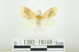 中文名:寬紋黃毒蛾(1282-19160)學名:Euproctis purpureofasciata Wileman, 1914(1282-19160)