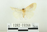 中文名:寬紋黃毒蛾(1282-19268)學名:Euproctis purpureofasciata Wileman, 1914(1282-19268)