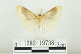 中文名:寬紋黃毒蛾(1282-19738)學名:Euproctis purpureofasciata Wileman, 1914(1282-19738)
