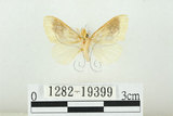 中文名:寬紋黃毒蛾(1282-19399)學名:Euproctis purpureofasciata Wileman, 1914(1282-19399)