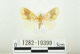 中文名:寬紋黃毒蛾(1282-19399)學名:Euproctis purpureofasciata Wileman, 1914(1282-19399)
