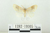 中文名:寬紋黃毒蛾(1282-19305)學名:Euproctis purpureofasciata Wileman, 1914(1282-19305)