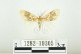 中文名:寬紋黃毒蛾(1282-19305)學名:Euproctis purpureofasciata Wileman, 1914(1282-19305)