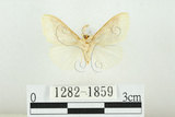 中文名:寬紋黃毒蛾(1282-1859)學名:Euproctis purpureofasciata Wileman, 1914(1282-1859)