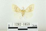 中文名:寬紋黃毒蛾(1282-1859)學名:Euproctis purpureofasciata Wileman, 1914(1282-1859)