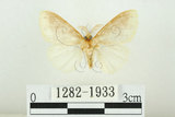 中文名:寬紋黃毒蛾(1282-1933)學名:Euproctis purpureofasciata Wileman, 1914(1282-1933)