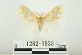 中文名:寬紋黃毒蛾(1282-1933)學名:Euproctis purpureofasciata Wileman, 1914(1282-1933)