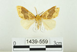 中文名:寬紋黃毒蛾(1439-559)學名:Euproctis purpureofasciata Wileman, 1914(1439-559)