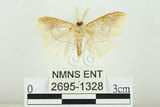 中文名:寬紋黃毒蛾(2695-1328)學名:Euproctis purpureofasciata Wileman, 1914(2695-1328)