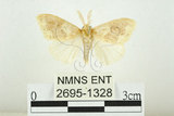 中文名:寬紋黃毒蛾(2695-1328)學名:Euproctis purpureofasciata Wileman, 1914(2695-1328)