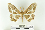 中文名:樹形尺蛾(1188-241)學名:Erebomorpha fulguraria Walker, 1860(1188-241)