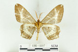中文名:樹形尺蛾(1282-13317)學名:Erebomorpha fulguraria Walker, 1860(1282-13317)