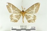 中文名:樹形尺蛾(3151-835)學名:Erebomorpha fulguraria Walker, 1860(3151-835)