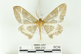 中文名:樹形尺蛾(3584-212)學名:Erebomorpha fulguraria Walker, 1860(3584-212)
