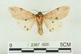 中文名:棍棒污燈蛾(2367-505)學名:Spilarctia clava (Wileman, 1910)(2367-505)