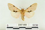 中文名:棍棒污燈蛾(2367-869)學名:Spilarctia clava (Wileman, 1910)(2367-869)