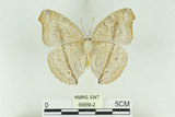 中文名:波紋眼蛺蝶(6669-2)學名:Junonia atlites (Linnaeus, 1763)(6669-2)中文別名:蘆蛺蝶