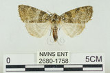 中文名:銀斑波紋蛾(2680-1758)學名:Parapsestis taiwana (Wileman, 1911)(2680-1758)